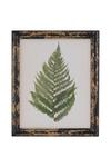 Hill Interiors Rustic Framed Botanical Fern Picture thumbnail 1