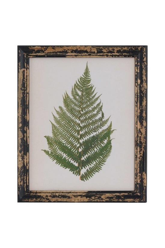 Hill Interiors Rustic Framed Botanical Fern Picture 1