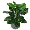 Leaf 60cm Artificial Devil's Ivy (Scindapsus Aureus) Plant thumbnail 1