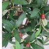 Leaf 90cm Artificial Olive Bay Style Topiary Fruit Tree thumbnail 3