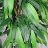 Leaf 80cm Large Artificial Mango Tree Plant with Metal Planter thumbnail 2