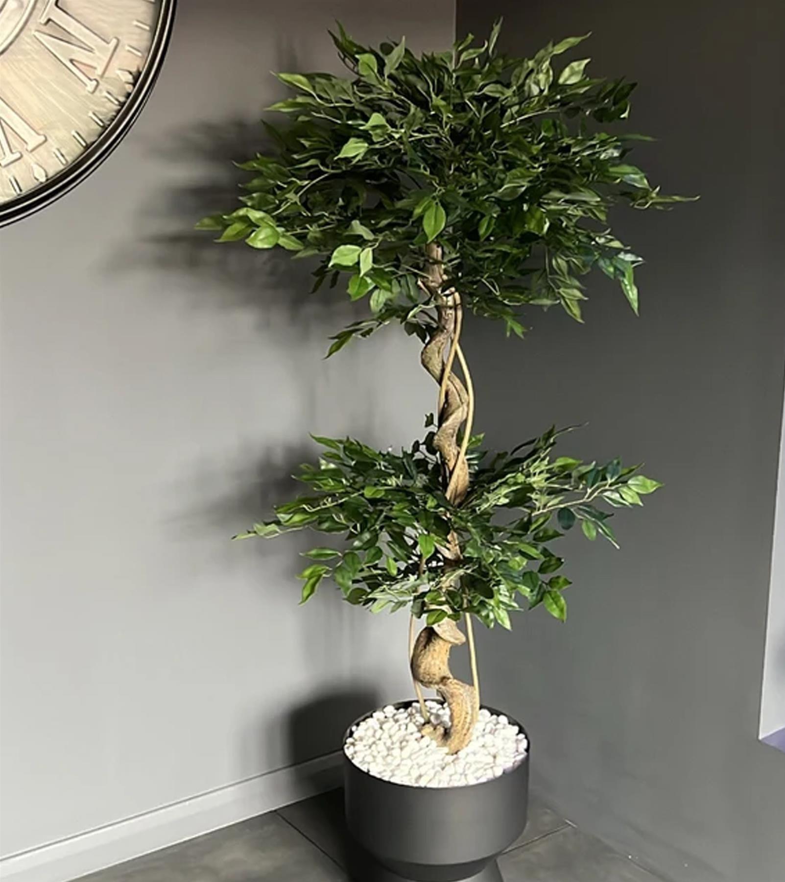 150cm Twisted Trunk Artificial Ruscus Fruticosa Style Ficus Tree