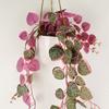 Leaf 90cm Artificial Potted Hanging Trailing Pink Plant - String of Hearts thumbnail 3