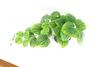 Leaf 35cm Artificial Trailing Green Potted Pothos Plant thumbnail 5