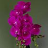 Leaf 54cm Artificial Orchid Plant - Dark Pink Gold Pot thumbnail 2