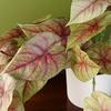 Leaf 30cm Artificial Pink Caladium Potted Trailing Plant Realistic thumbnail 2