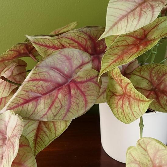 Leaf 30cm Artificial Pink Caladium Potted Trailing Plant Realistic 2