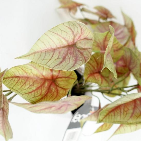 Leaf 30cm Artificial Pink Caladium Potted Trailing Plant Realistic 3