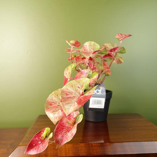 Leaf 30cm Artificial Pink Caladium Potted Trailing Plant Realistic 4