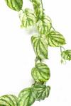 Leaf 180cm Artificial Trailing Hanging Devil's Ivy Plant Realistic thumbnail 4