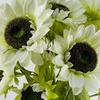 Leaf Pack of 6 x 88cm White Artificial Sunflower - 3 heads thumbnail 2
