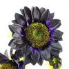 Leaf Pack of 6 x 88cm Purple Artificial Sunflower - 3 heads thumbnail 2