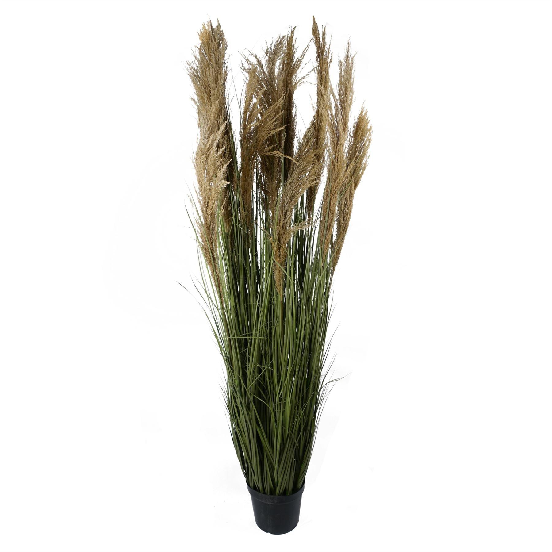 180cm Realistic Natural Pampas Grass Plant