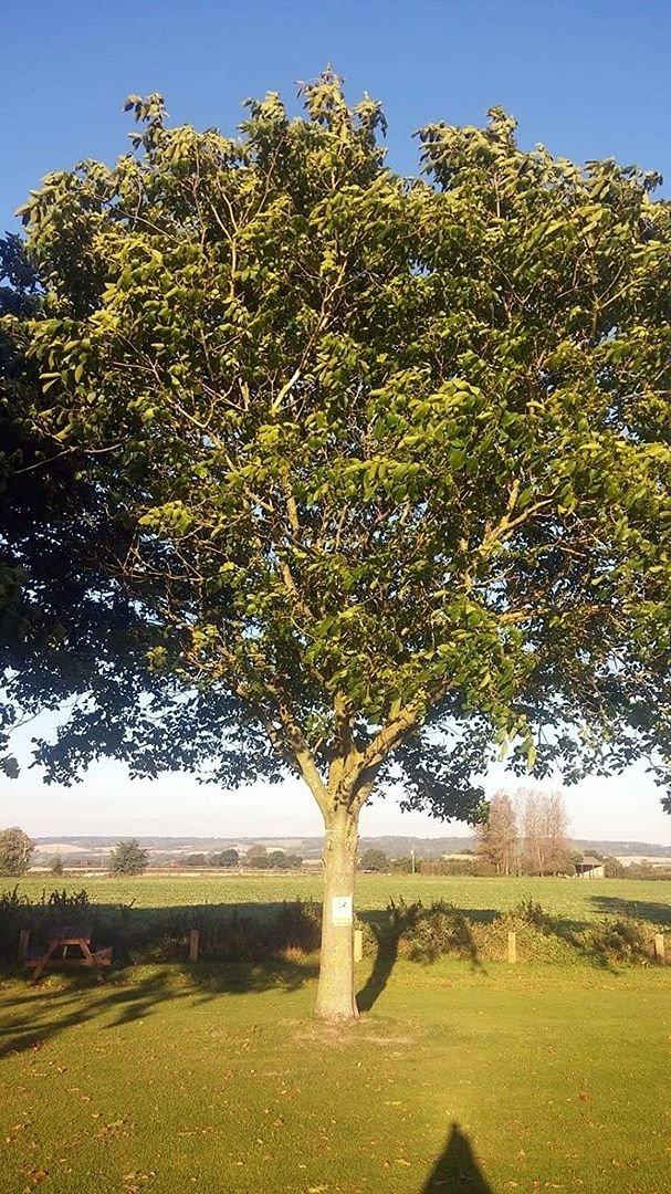 10 x 40-60cm Walnut (Juglans Regia) Field Grown saplings Hedging Plants Tree Whip