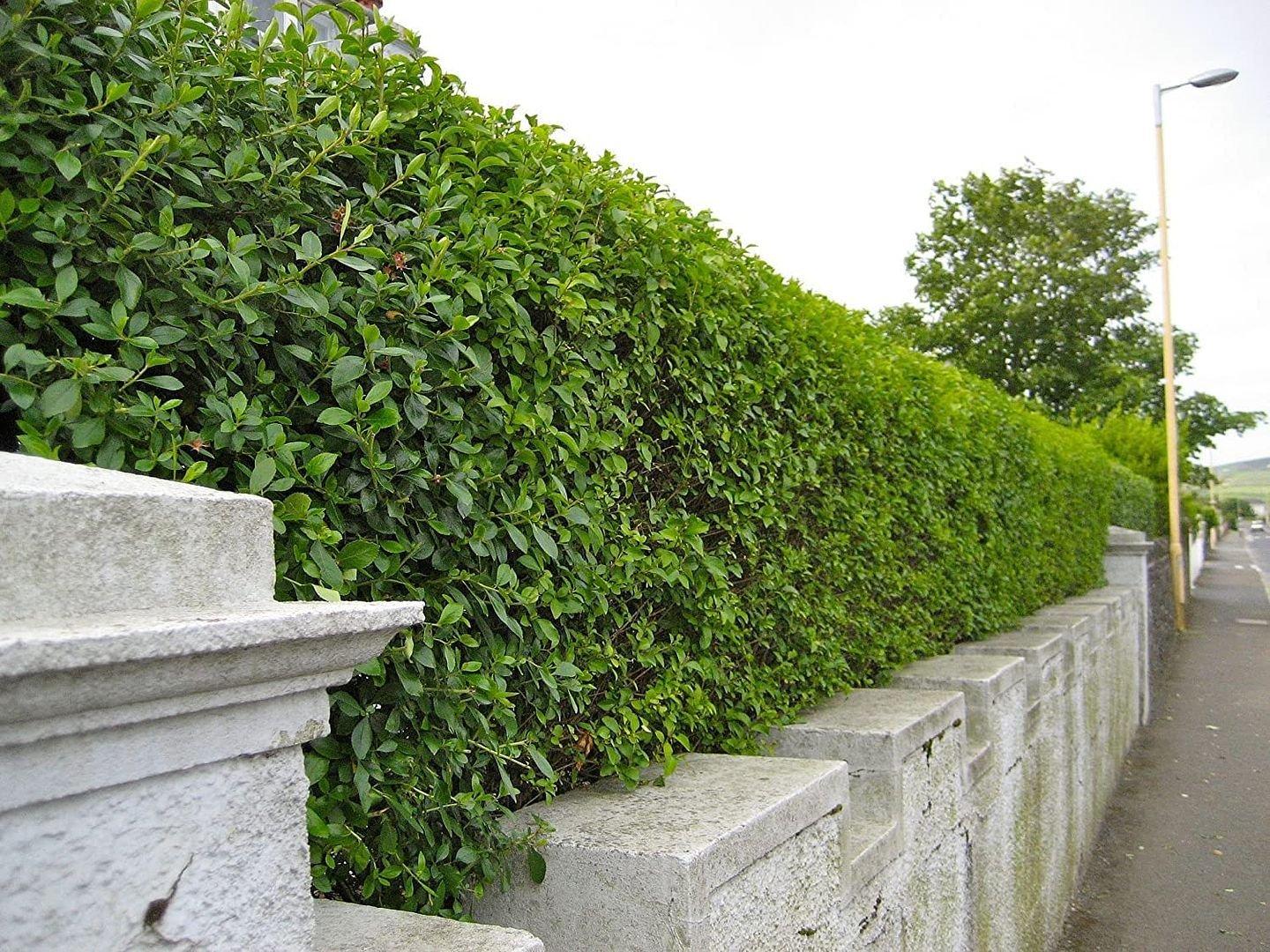 10 x 4-5ft Green Privet (Ligustrum Ovalifolium) Evergreen Bare Root Hedging Plants