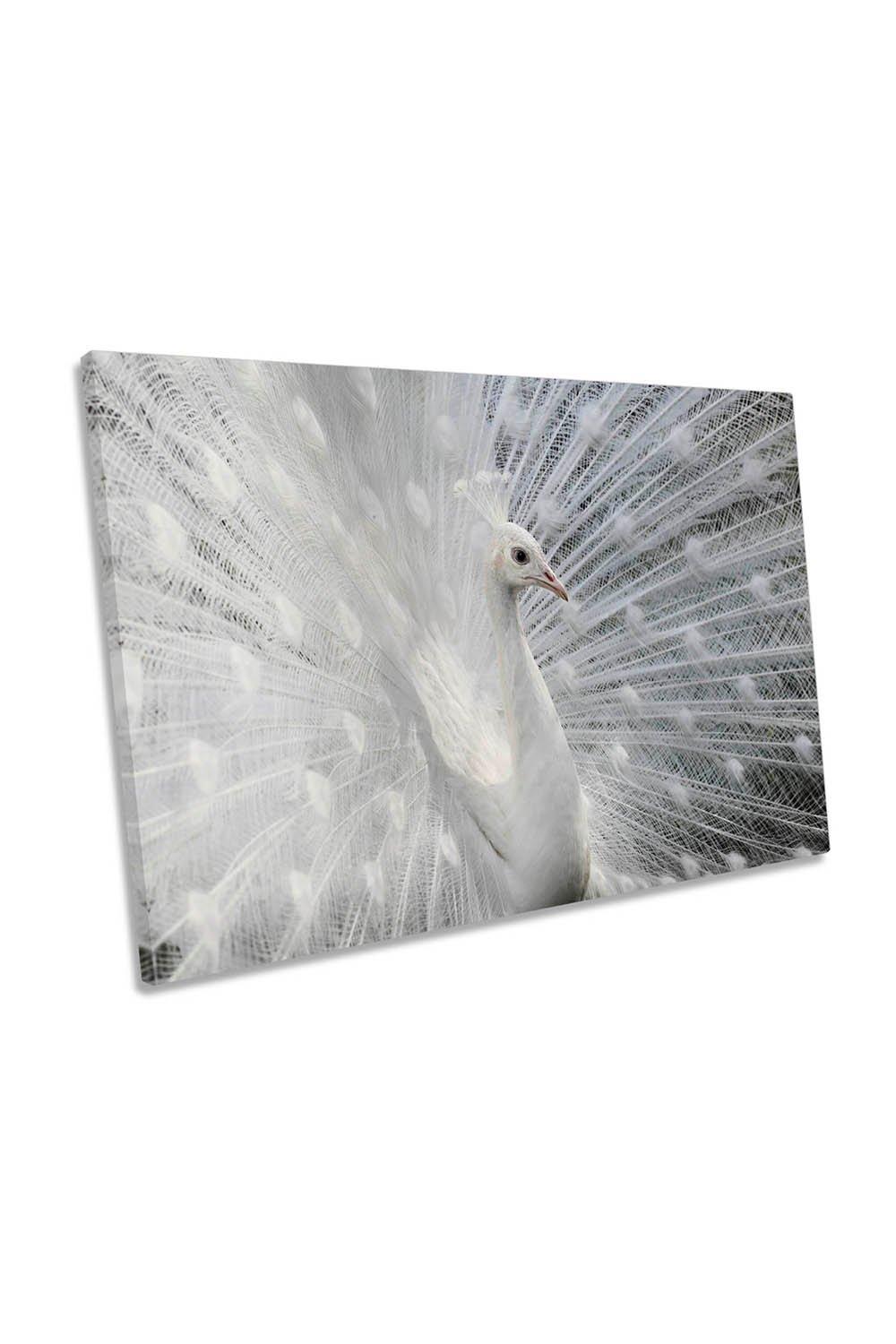 White Peacock Feathers Canvas Wall Art Picture Print