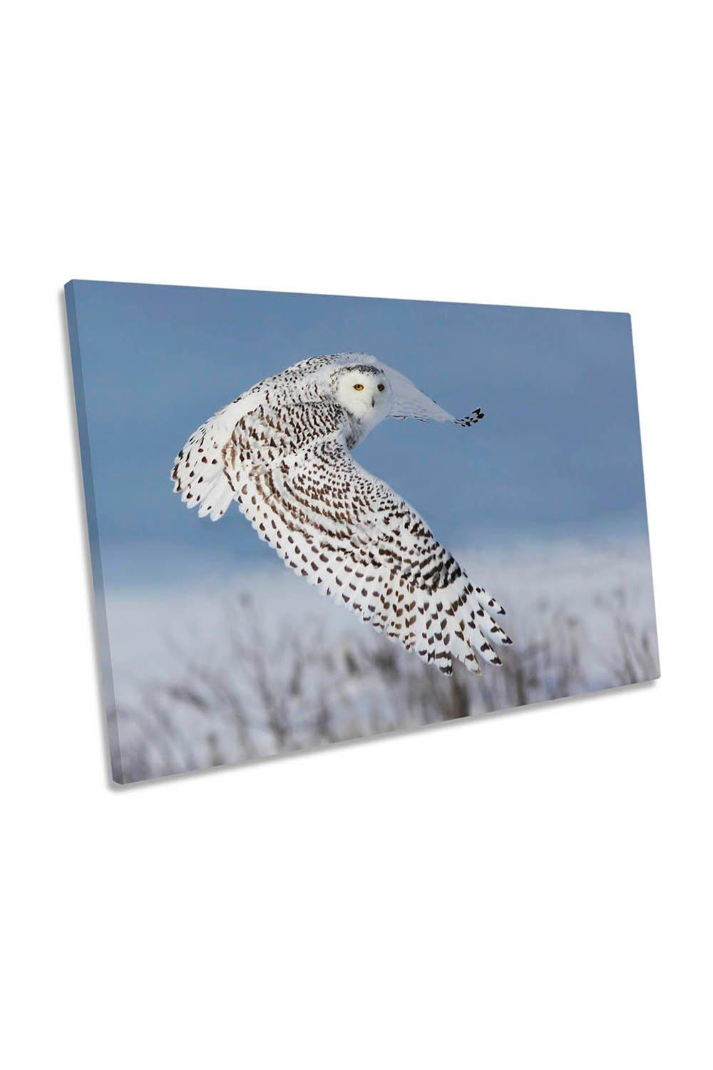 Snowy Owl Bird Wildlife Blue Canvas Wall Art Picture Print
