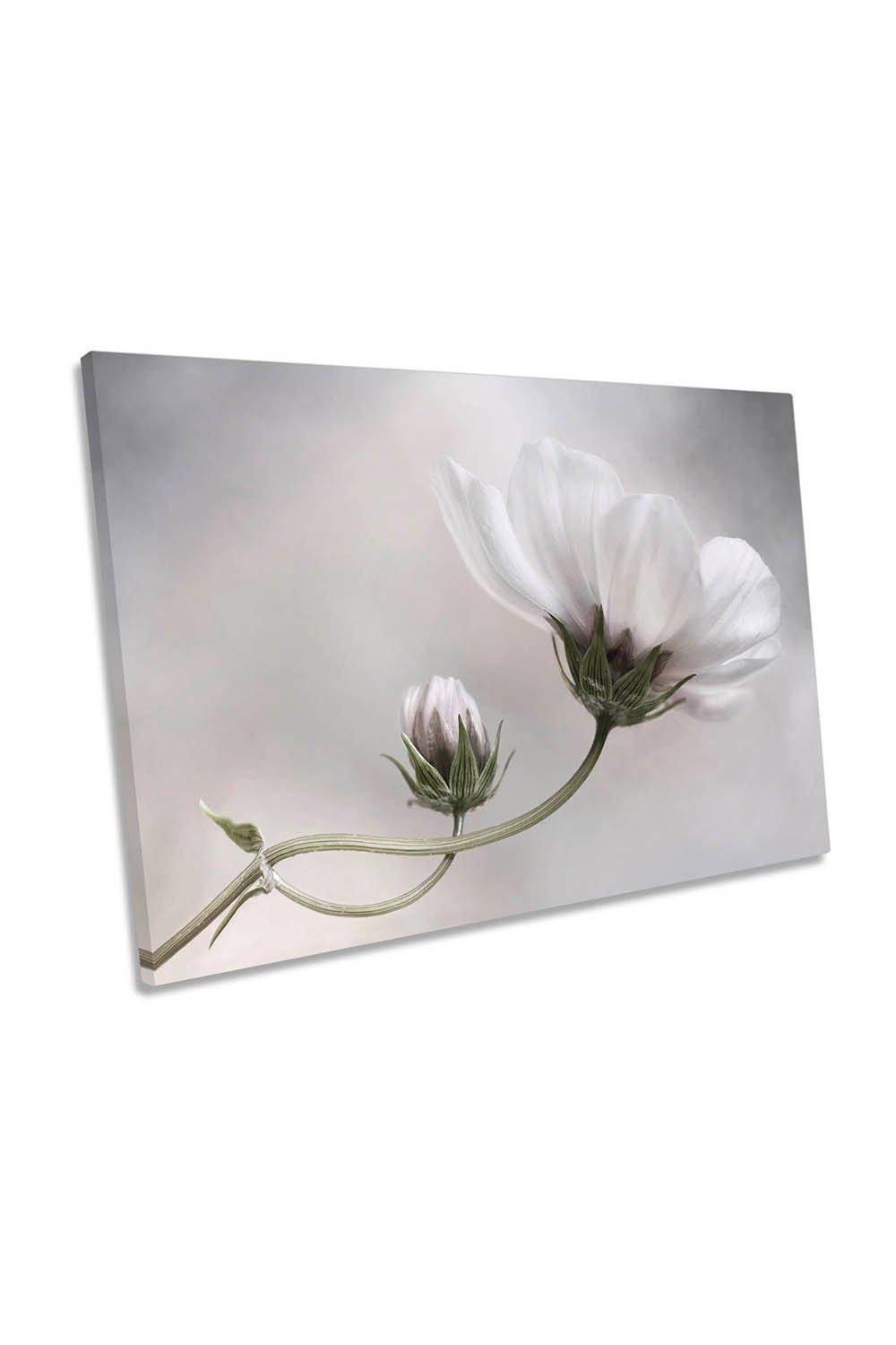 Simply Cosmos Flower Floral White Canvas Wall Art Picture Print