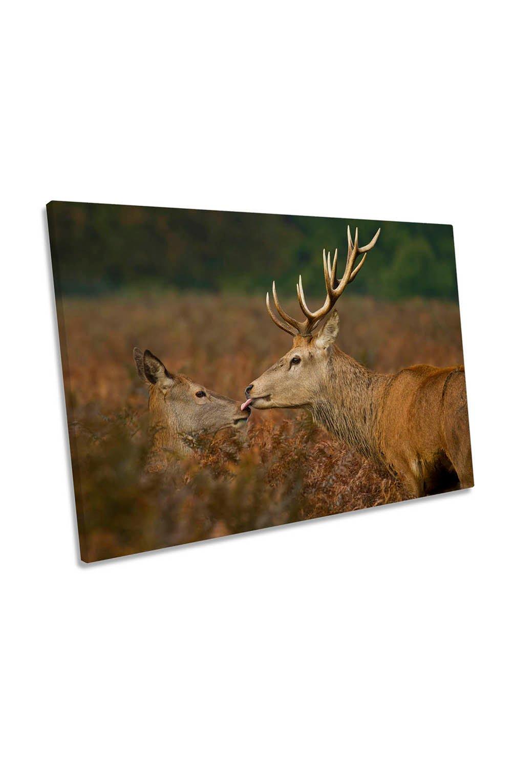 Stolen Kiss Deer Fawn Stag Brown Canvas Wall Art Picture Print