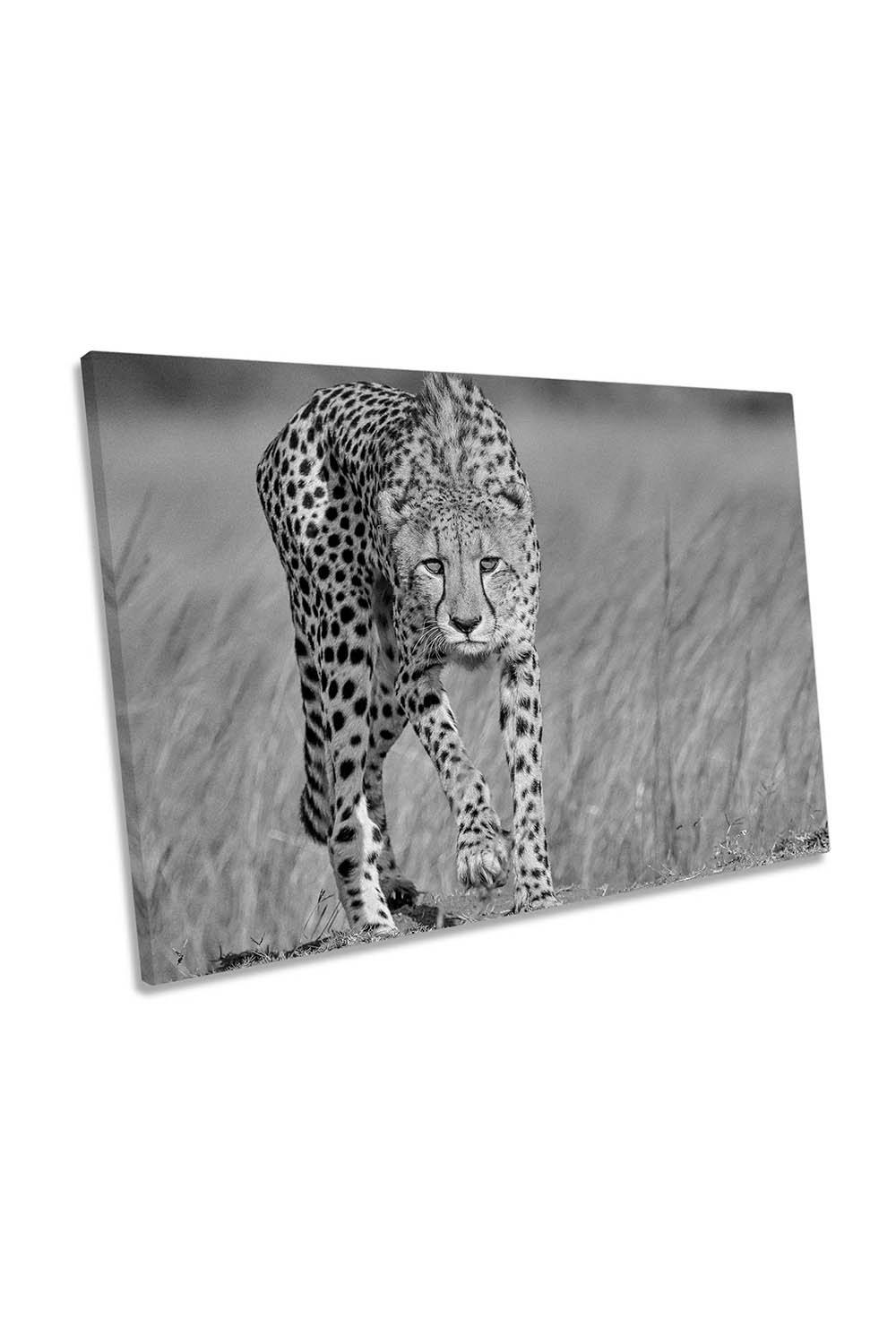 Focused Predator Cheetah Canvas Wall Art Picture Print