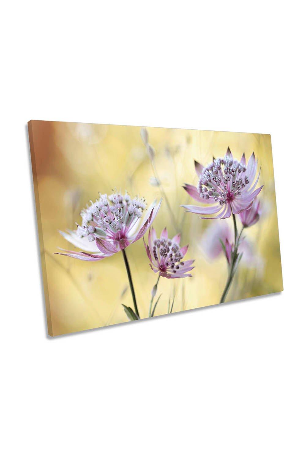 Astrantia Major Floral Flower Canvas Wall Art Picture Print