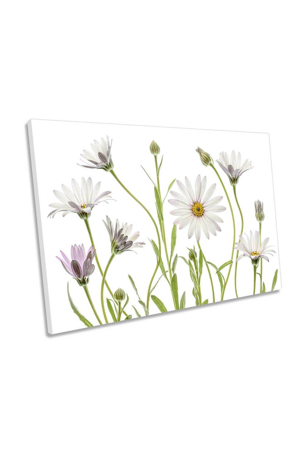 Cape Daisy Flowers Floral White Canvas Wall Art Picture Print