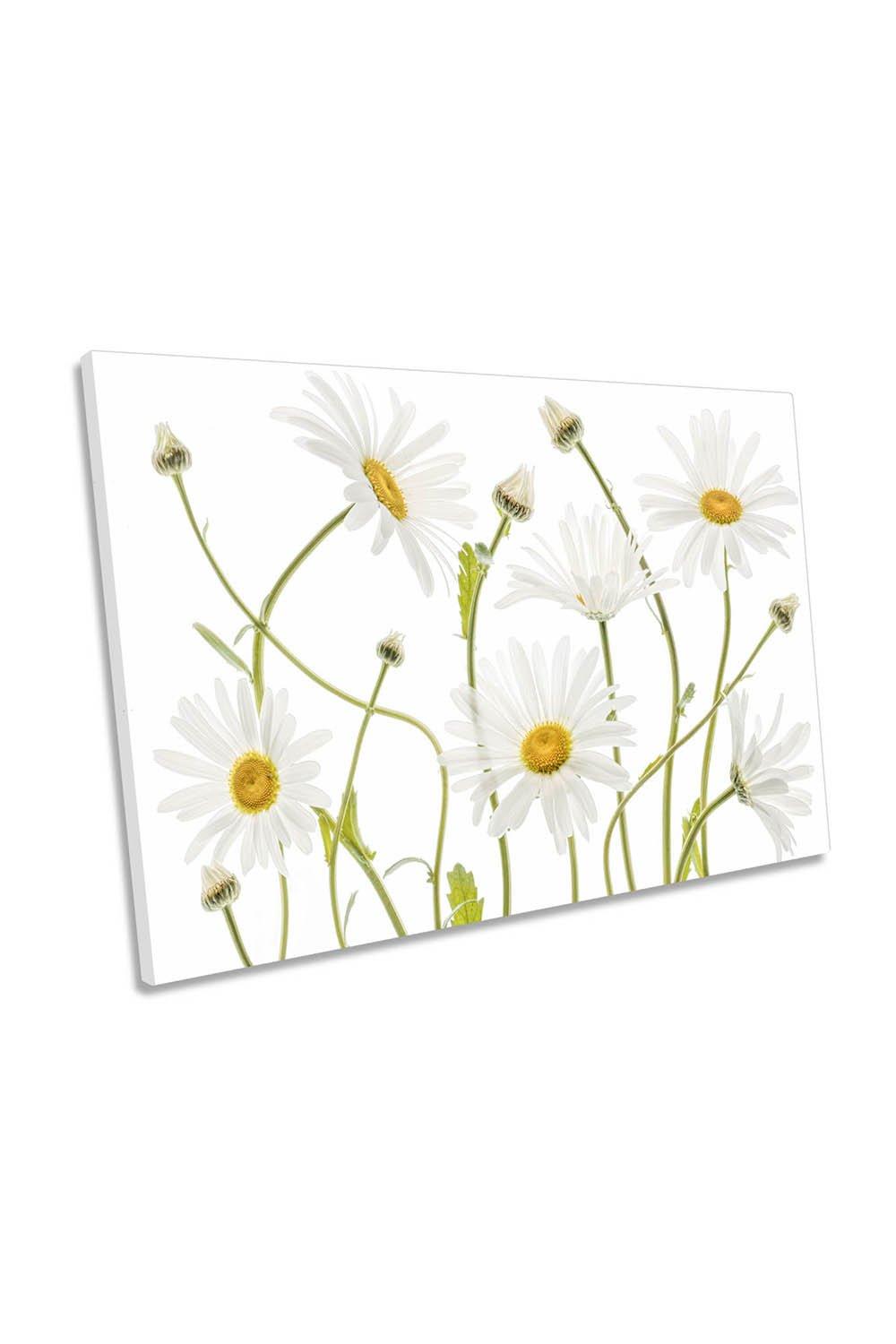 Ox Eye Daisy Flowers White Canvas Wall Art Picture Print