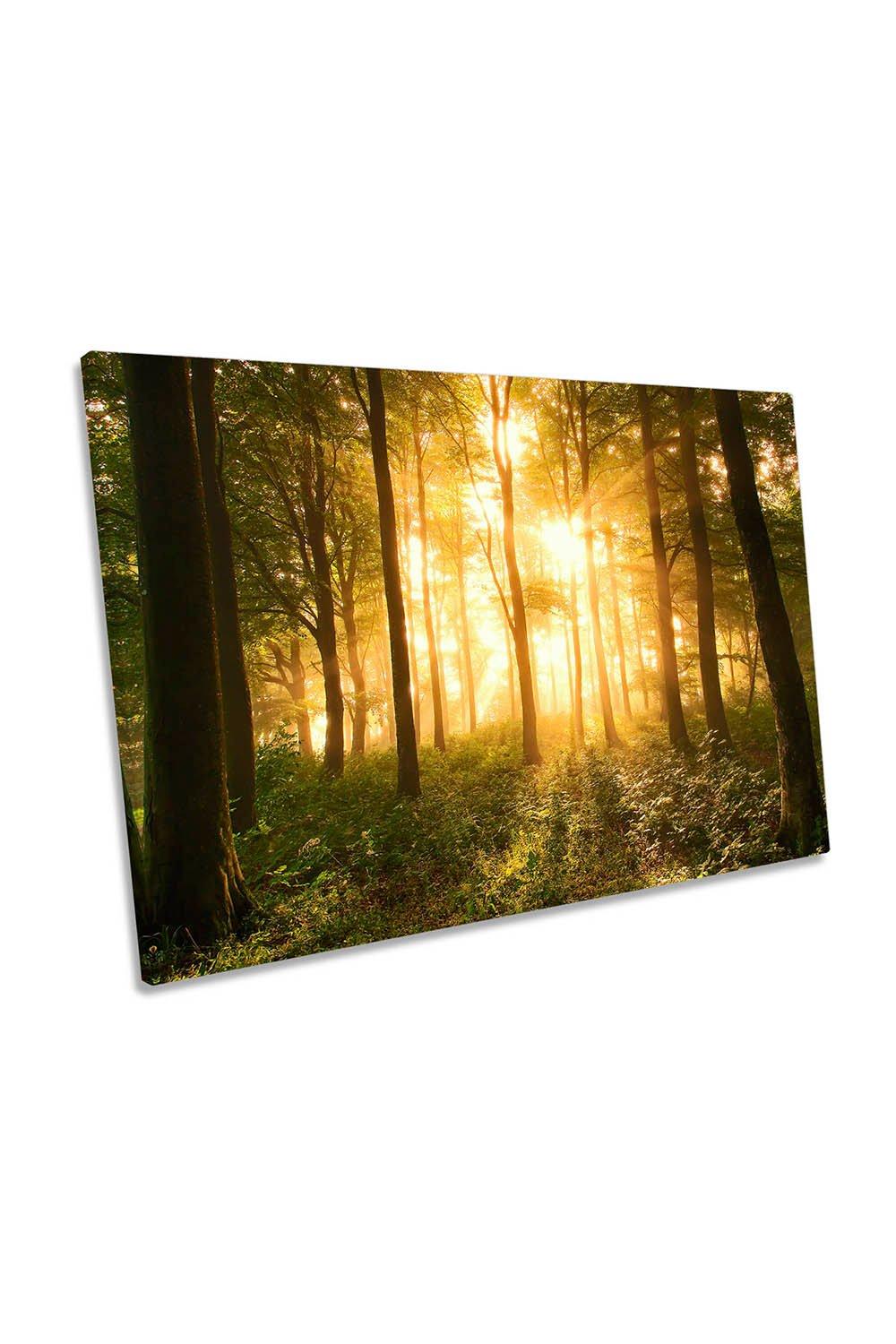Light in the Forest Morning Sunrise Canvas Wall Art Picture Print