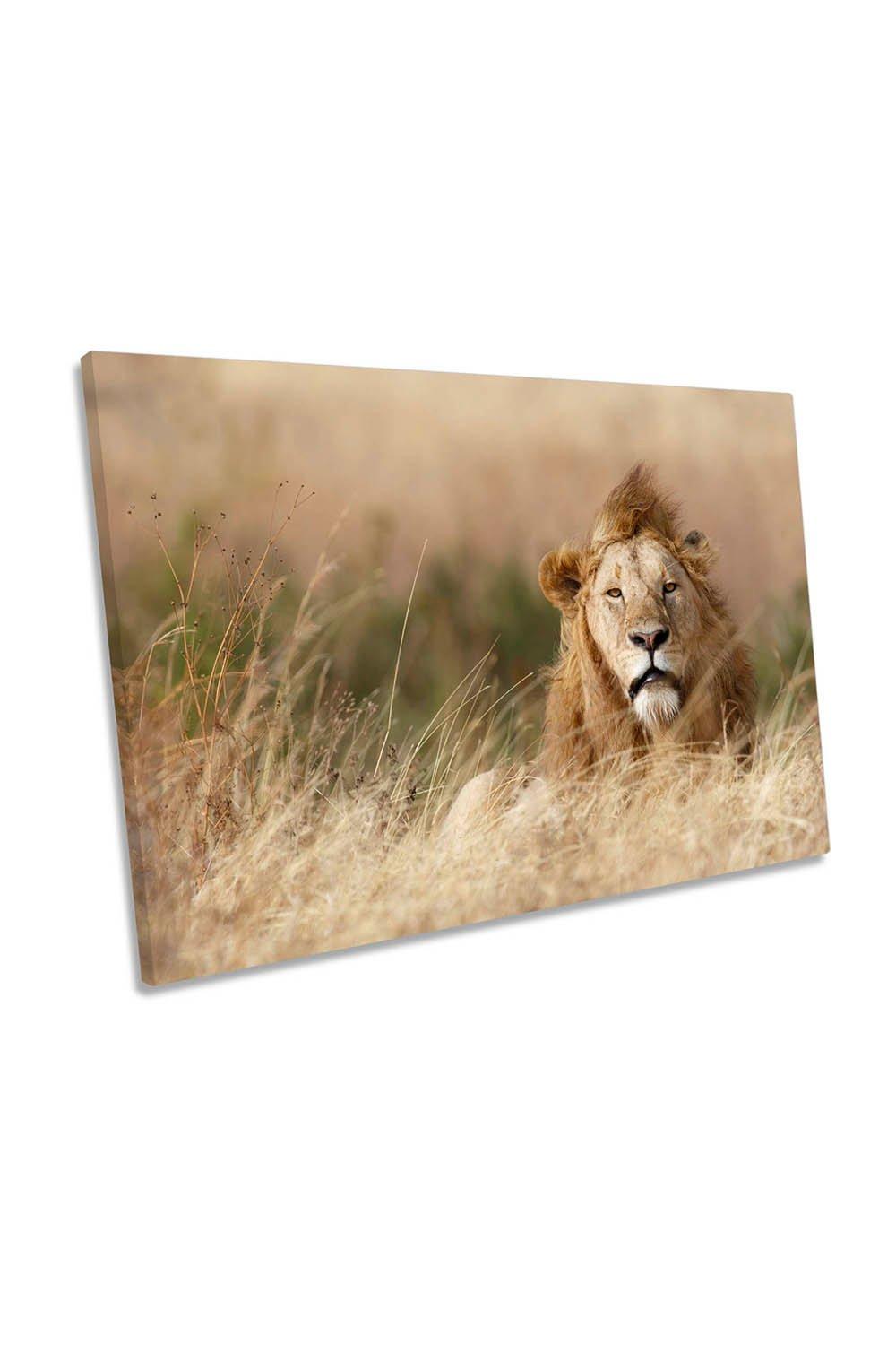 Handsome Lion Wildlife Grass Canvas Wall Art Picture Print
