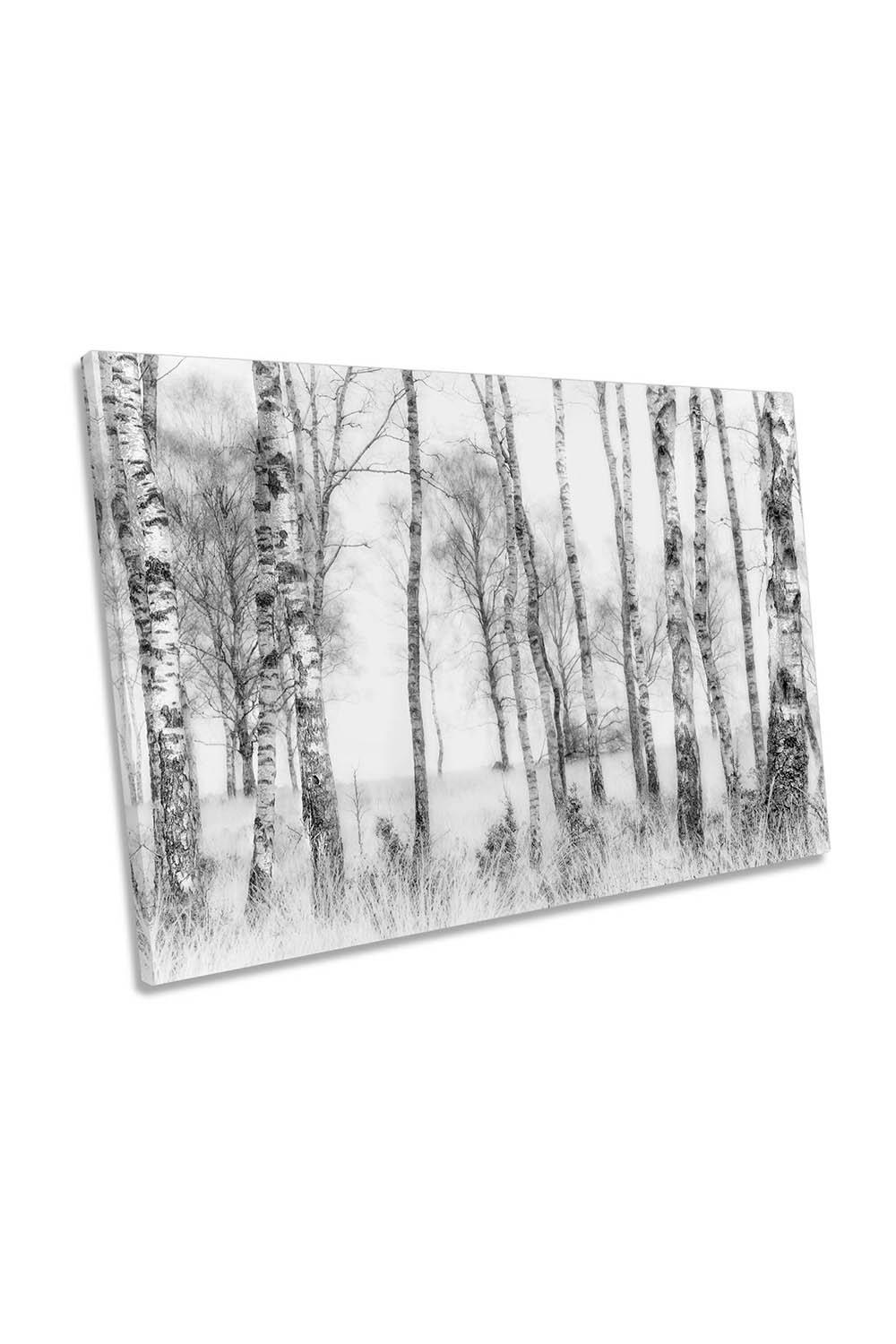 Black and White Birch Trees Forest Canvas Wall Art Picture Print