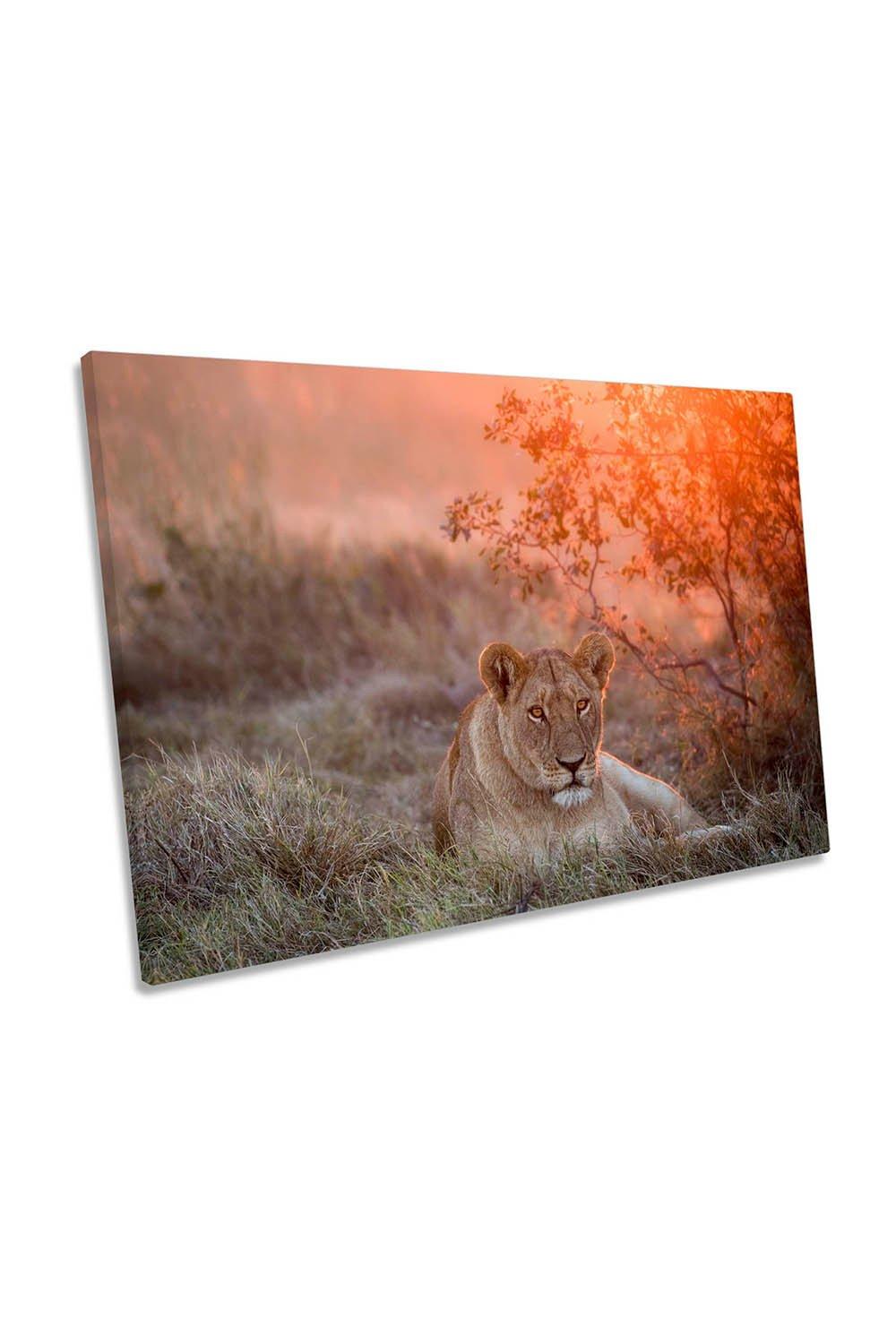 Sunset Queen Lion Wildlife Canvas Wall Art Picture Print