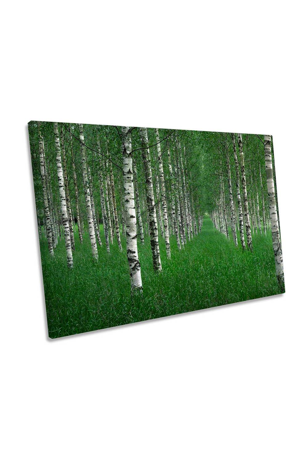 The Tunnel Birch Trees Green Forest Canvas Wall Art Picture Print