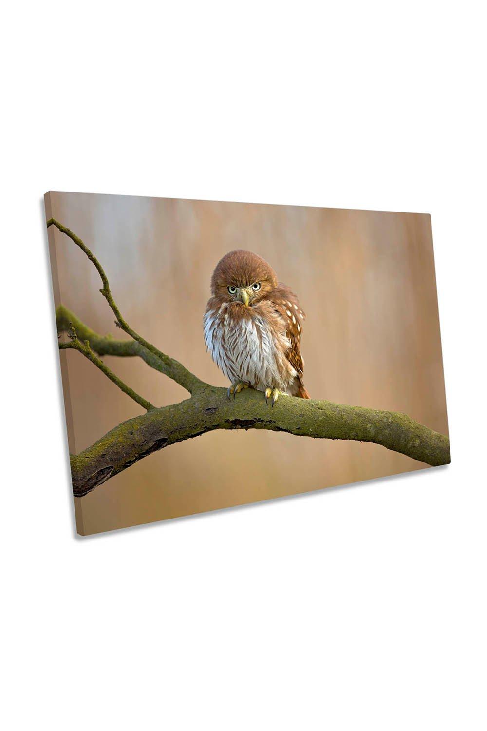 Ferruginous Pygmy Owl Brown Wildlife Canvas Wall Art Picture Print