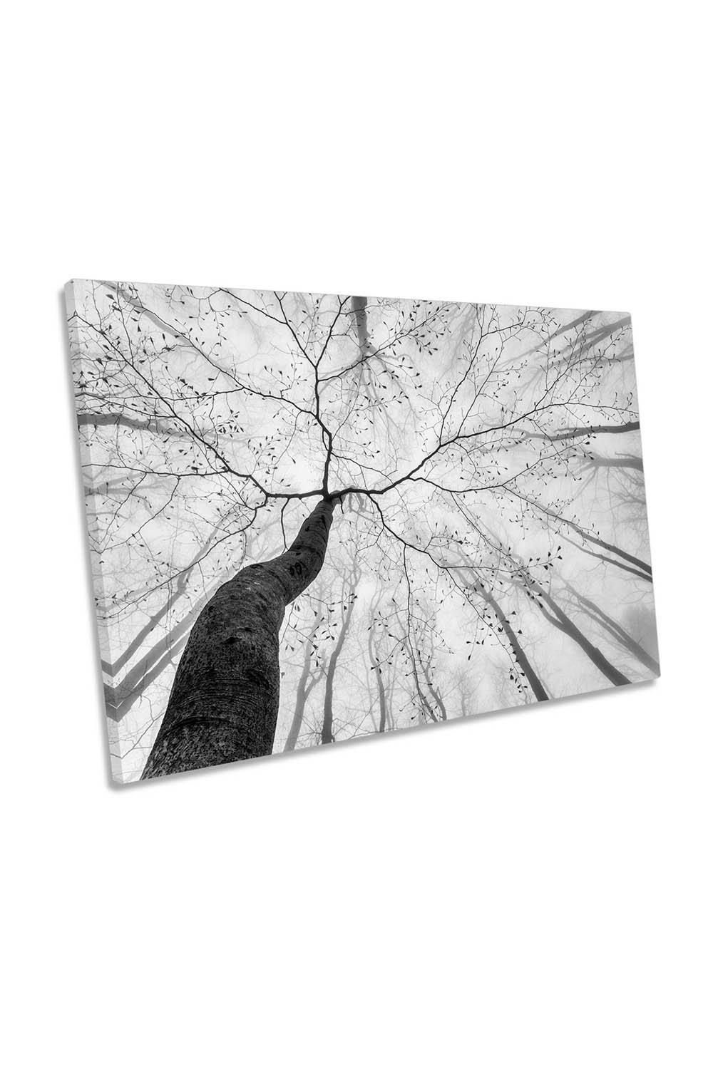 A View of the Tree Crown Forest Canvas Wall Art Picture Print