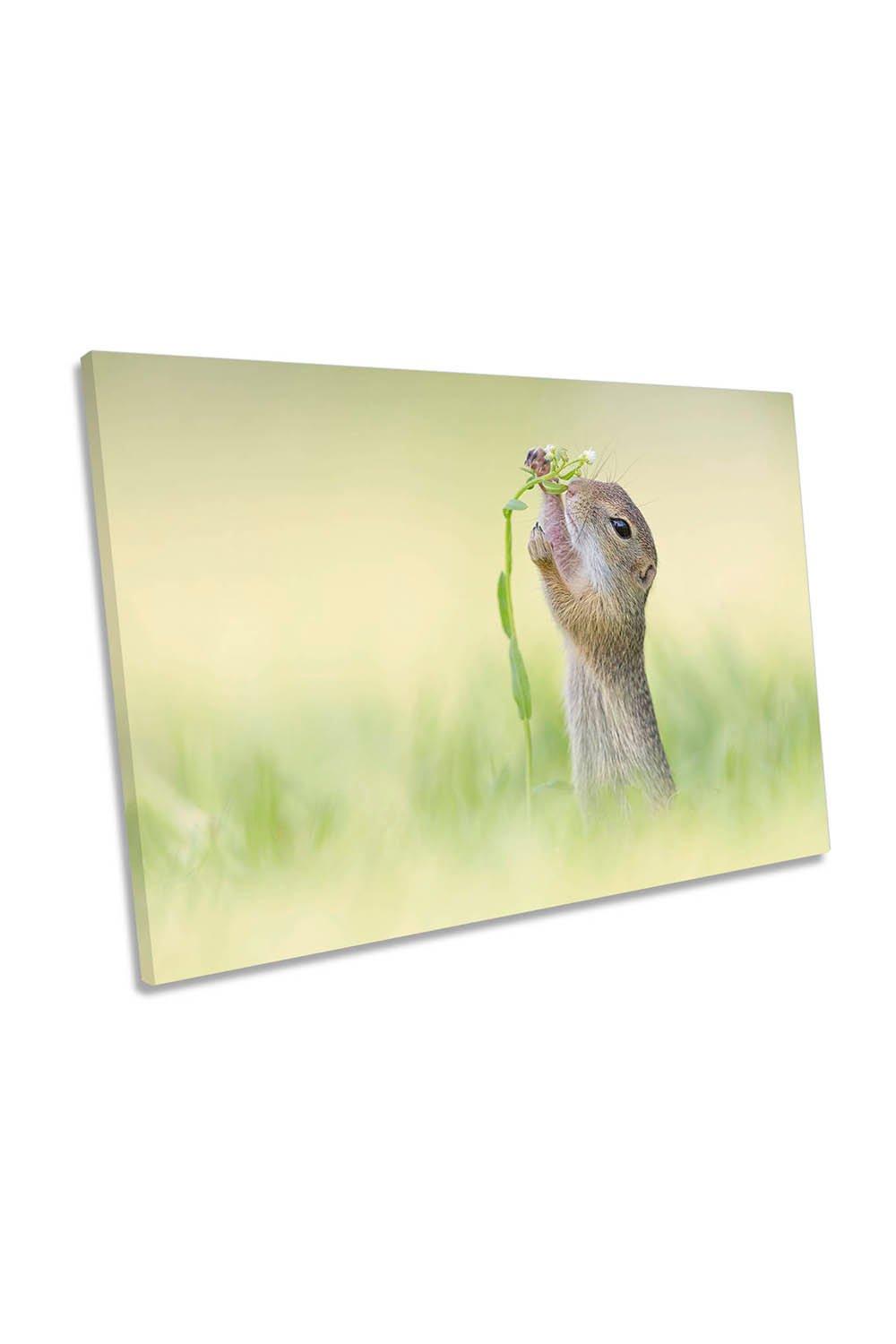 Gentle Touch Squirrel Flower Cute Canvas Wall Art Picture Print