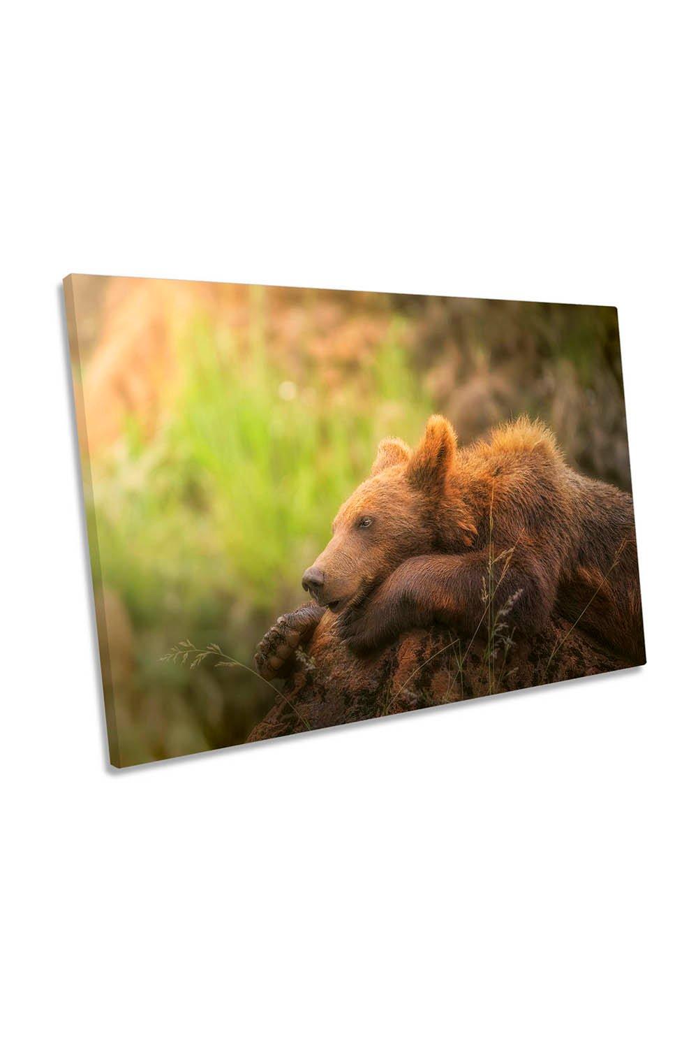 Top Model Young Brown Bear Canvas Wall Art Picture Print