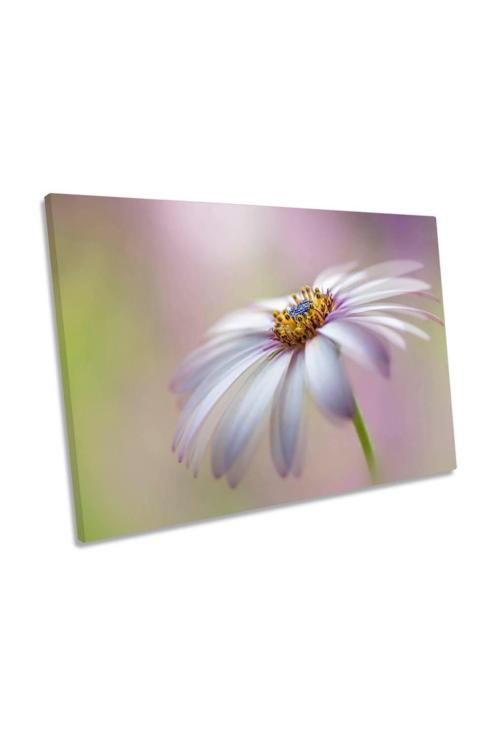 Cape Daisy Floral Flower Pink Canvas Wall Art Picture Print