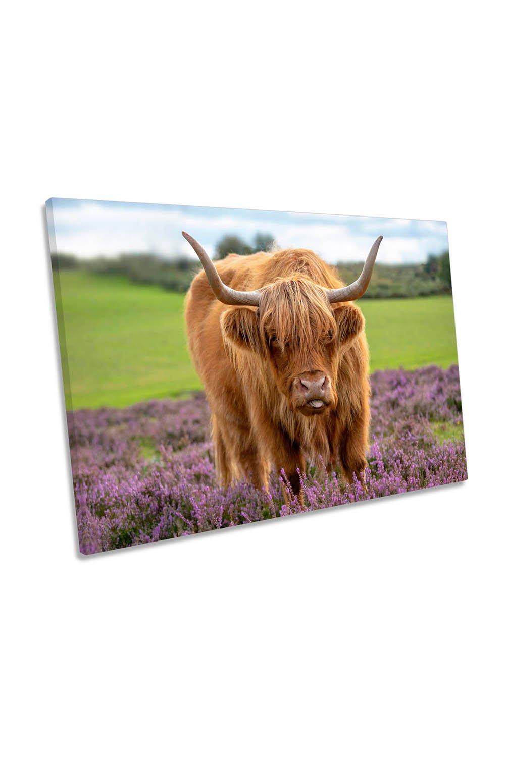 Scottish Highland Cow Cattle Bull Canvas Wall Art Picture Print