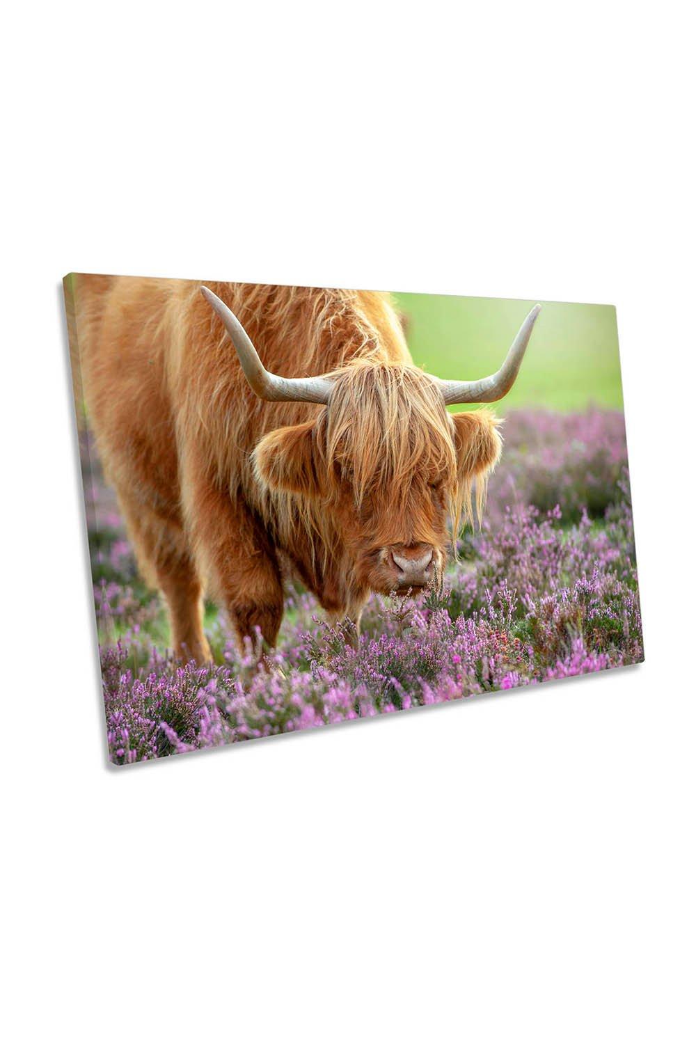 Highland Cow in Heather Scottish Canvas Wall Art Picture Print