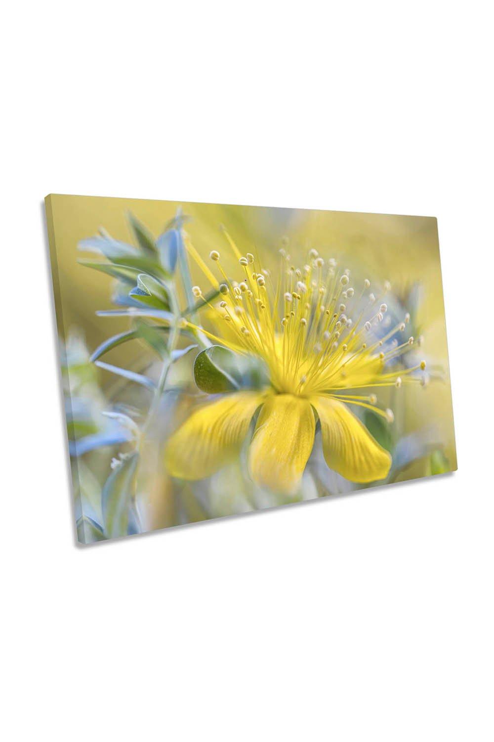 Hypericum Yellow Flower Floral Canvas Wall Art Picture Print