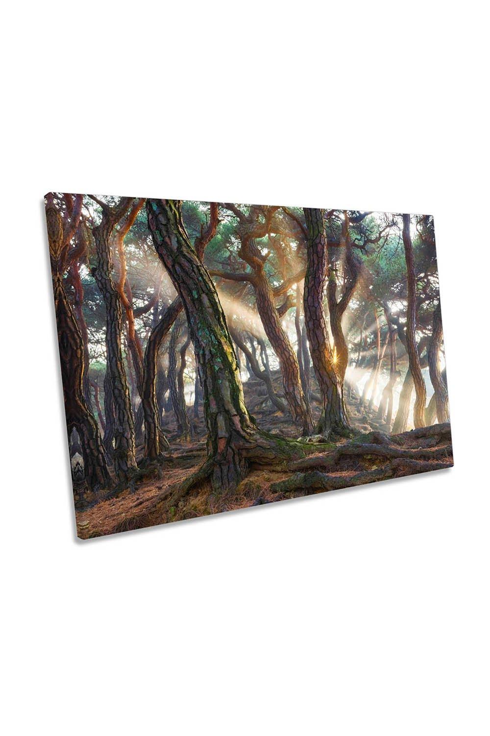 Sacred Pine Trees Sun Rays Woodland Canvas Wall Art Picture Print