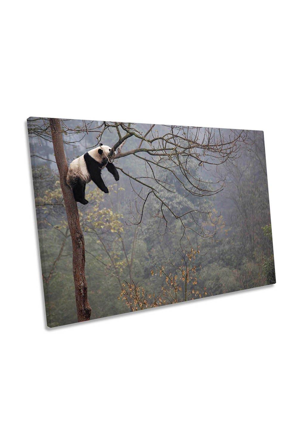 Lazy Panda Bear Sleeping Tree Humour Canvas Wall Art Picture Print
