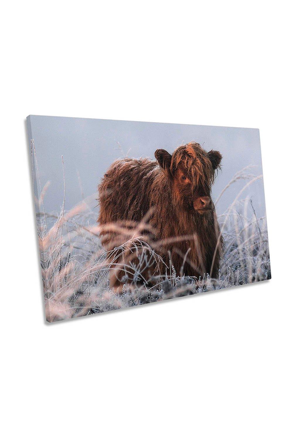 Baby Scottish Highland Cow Canvas Wall Art Picture Print