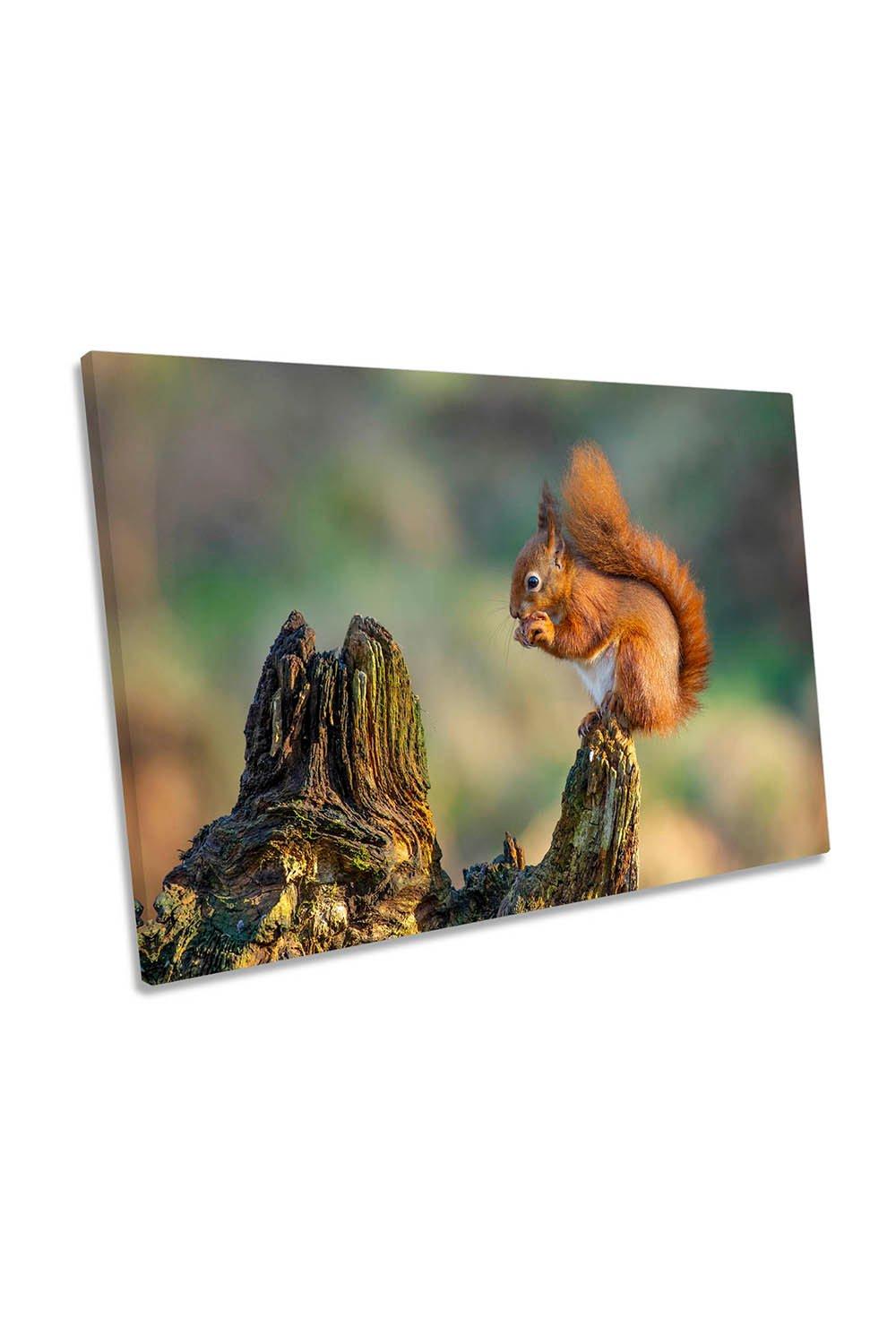 Red Squirrel Eating Nuts Wildlife Canvas Wall Art Picture Print