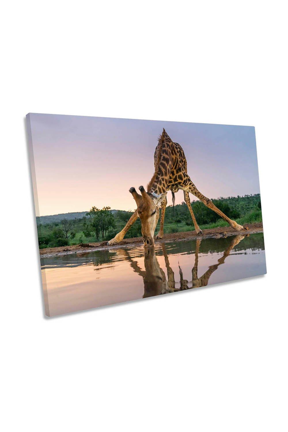 Giraffe Drinking Wildlife Humour Canvas Wall Art Picture Print