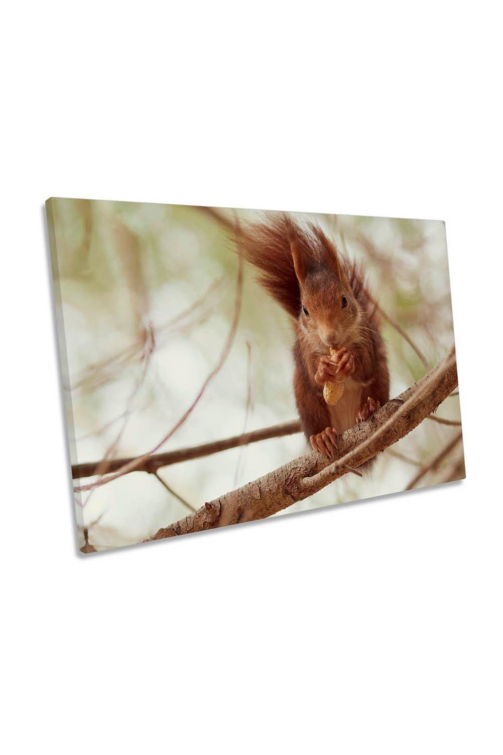 Squirrel Eating Nuts Branch Canvas Wall Art Picture Print