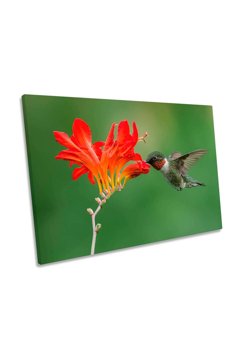 Ruby Throated Hummingbird Flower Canvas Wall Art Picture Print