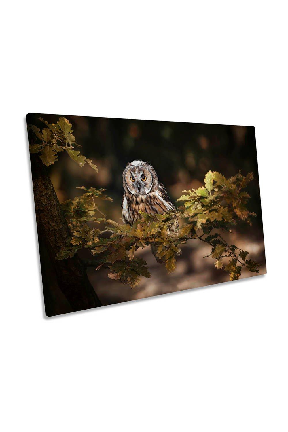 Long Eared Owl Nature Wildlife Canvas Wall Art Picture Print