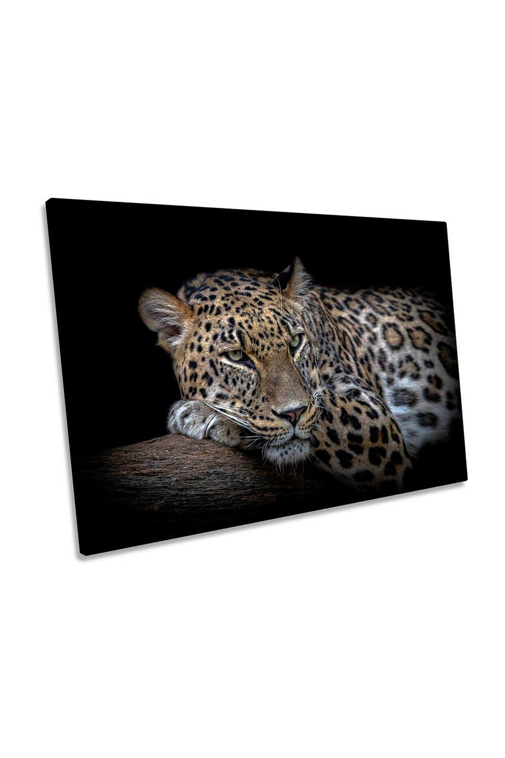 Leopard Resting Black Canvas Wall Art Picture Print