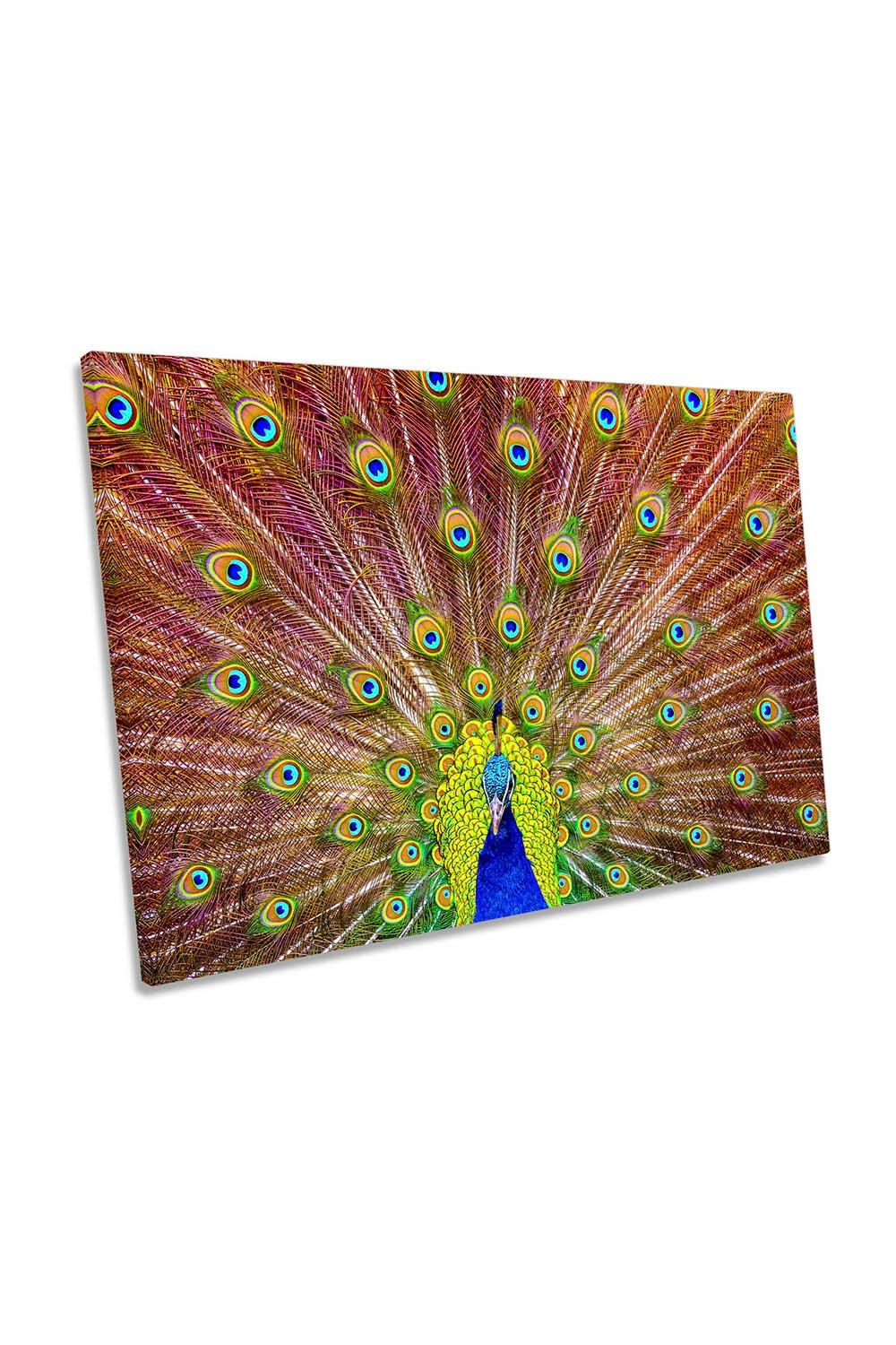 Peacock Feathers Bird Canvas Wall Art Picture Print